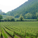 Pennellate-di-Rodòn-da-Bardolino