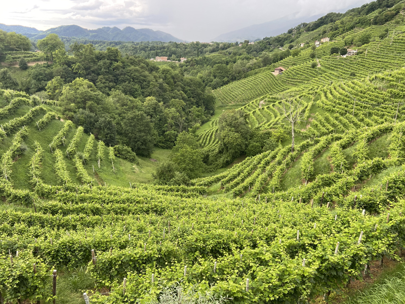 La-Glera-delle-Rive-secondo-Andreola-vigneti