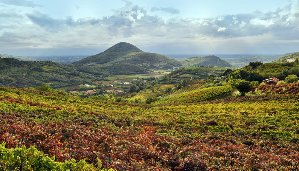nei-colli-euganei-radici-storiche-vigneto