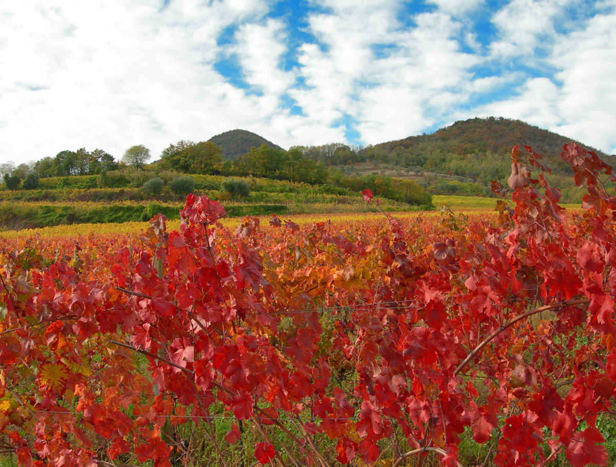 nei-colli-euganei-radici-storiche